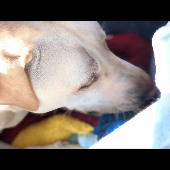 Meet your Posher, Audrey - Picture 1 of 1